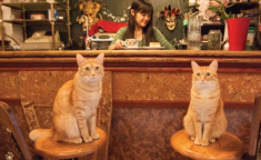 娱乐吃瓜酱男朋友不如猫,揭秘娱乐圈中的“喵星人”魅力