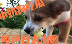 娱乐吃瓜酱送小狗视频下载,萌宠来袭,温馨瞬间尽收眼底